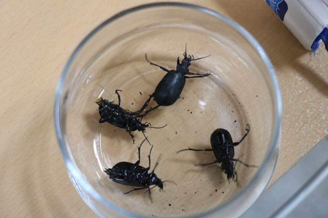 O illerde yaşayanlar dikkat: İstila başladı! Hava kararınca ortaya çıkıp evlerin içine kadar giriyorlar! 4